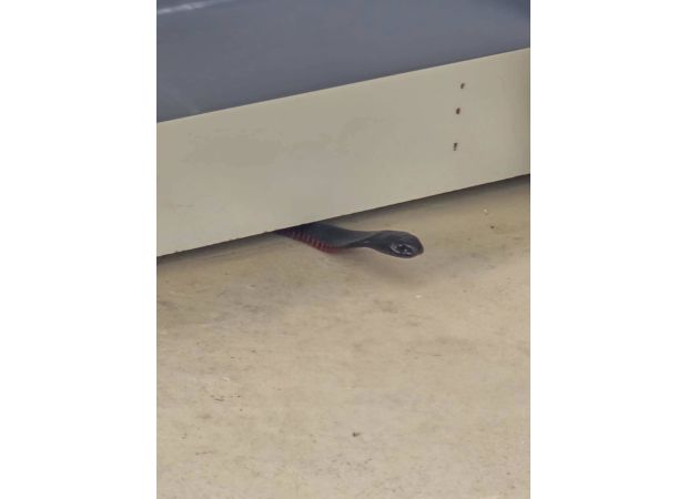 Snakes seeking shelter from heat pose danger.