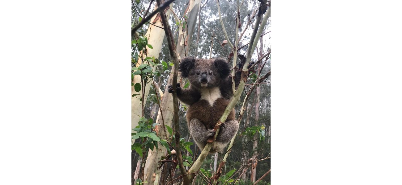 A detection dog assists in finding a cluster of koalas that are free of chlamydia.