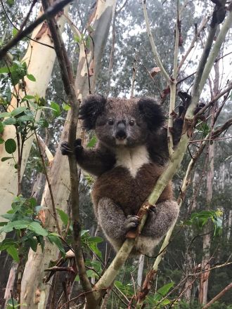 A detection dog assists in finding a cluster of koalas that are free of chlamydia.