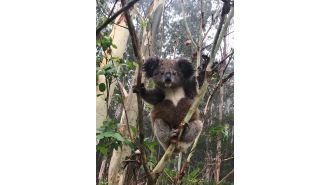 A detection dog assists in finding a cluster of koalas that are free of chlamydia.