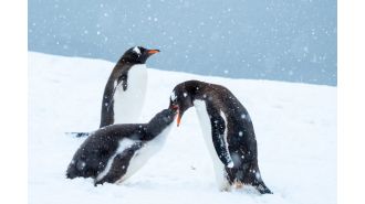 Spend Christmas in Antarctica surrounded by 40 million penguins?