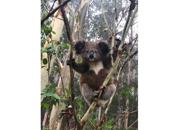 A detection dog assists in finding a cluster of koalas that are free of chlamydia.
