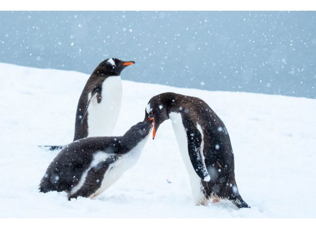 Spend Christmas in Antarctica surrounded by 40 million penguins?