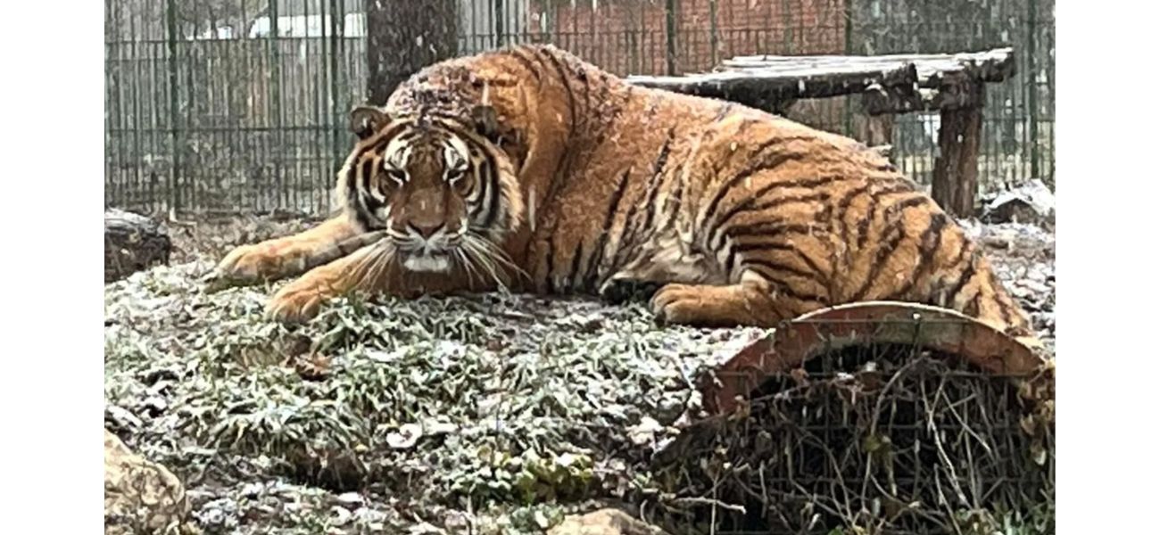 Zookeeper fatally mauled by tiger when cage door was left open.