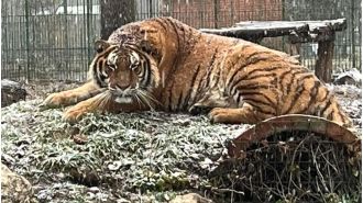Zookeeper fatally mauled by tiger when cage door was left open.