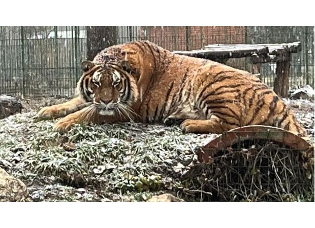 Zookeeper fatally mauled by tiger when cage door was left open.