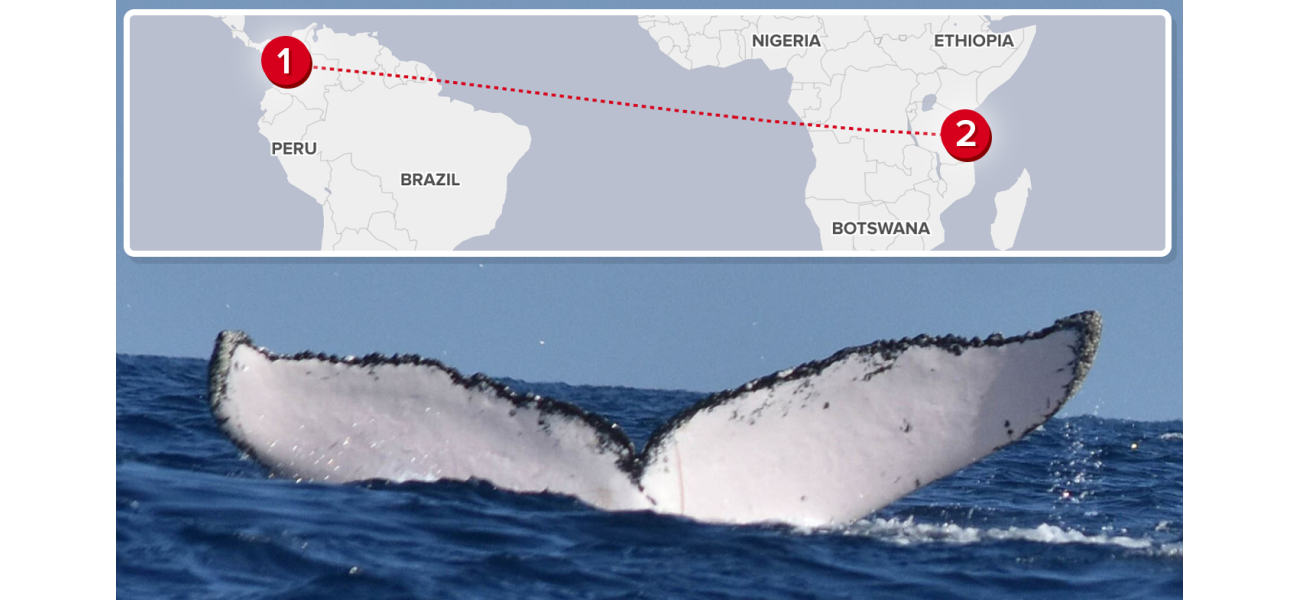 Humpback whale breaks record for longest ocean journey.