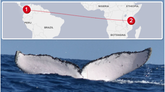 Humpback whale breaks record for longest ocean journey.
