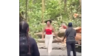 Two travelers died when a tree collapsed in the monkey-filled forest of Bali.