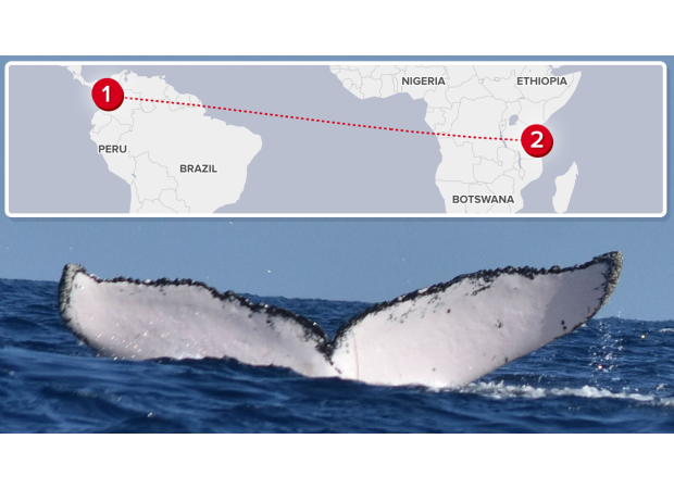Humpback whale breaks record for longest ocean journey.