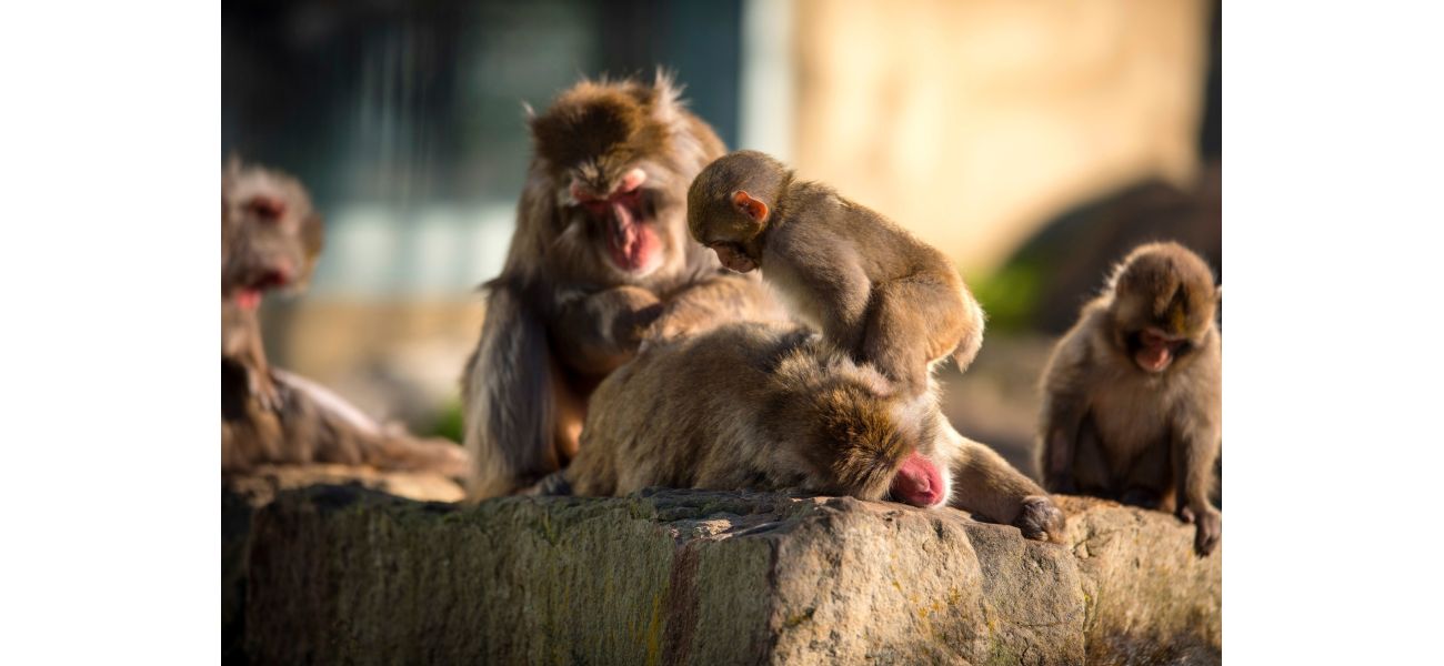 Launceston to neuter group of monkeys.