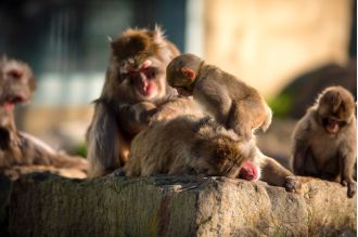 Launceston to neuter group of monkeys.