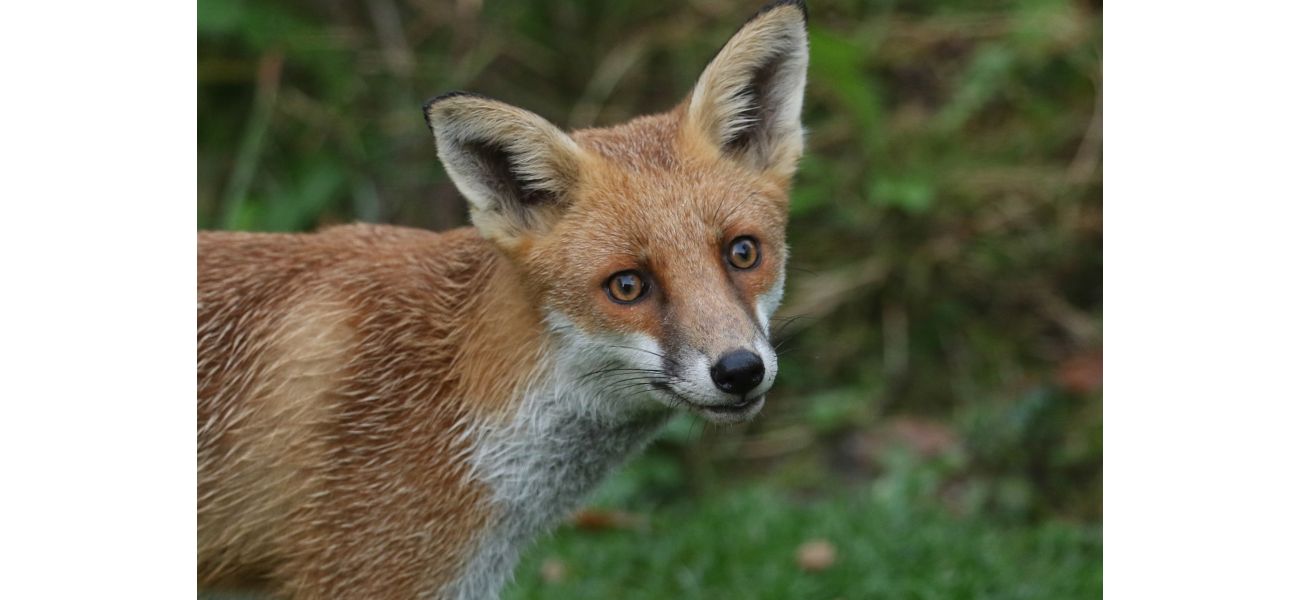 Decapitated fox with sex toy in its rear discovered on road.