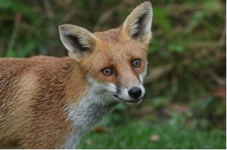 Decapitated fox with sex toy in its rear discovered on road.