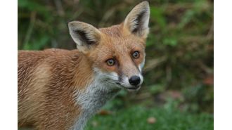 Decapitated fox with sex toy in its rear discovered on road.