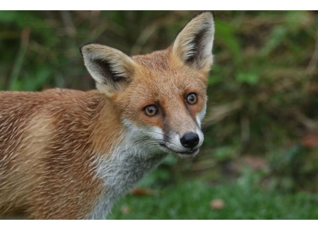 Decapitated fox with sex toy in its rear discovered on road.