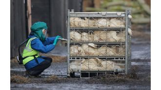 The UK has declared prevention zones for bird flu after the first case of a highly infectious strain was reported.