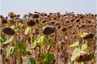 Negotiations at UN end without consensus on addressing increasing threat of worldwide drought.