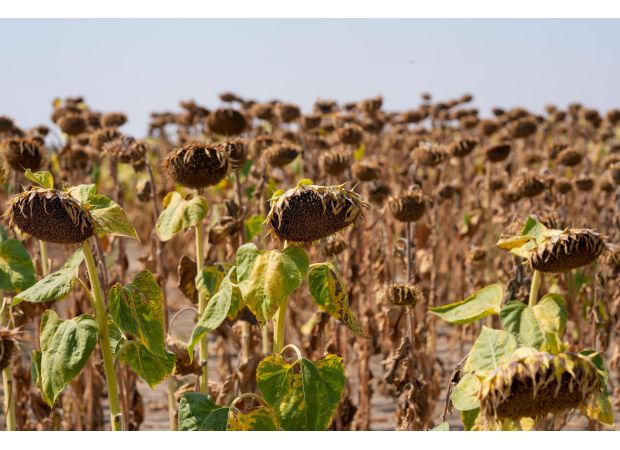 Negotiations at UN end without consensus on addressing increasing threat of worldwide drought.