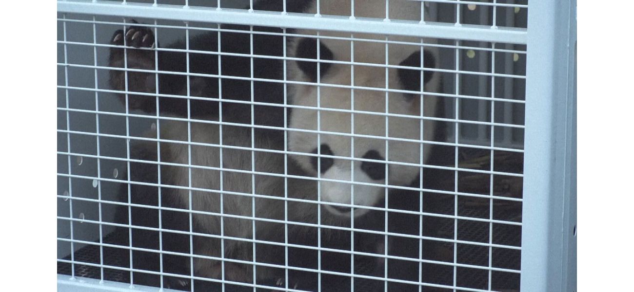 Pandas arrive in Australia after long flight.