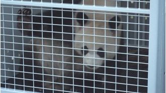 Pandas arrive in Australia after long flight.
