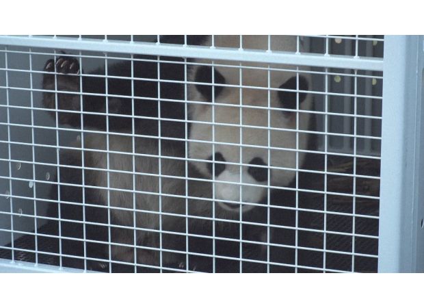 Pandas arrive in Australia after long flight.