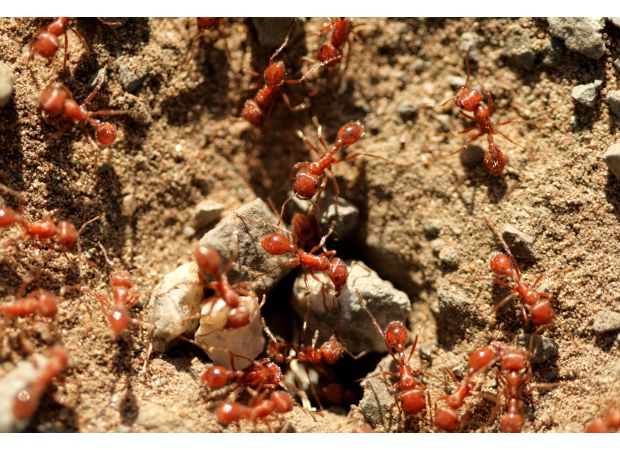 Farmers are extremely worried about the potential damage and cost of dealing with a $60 billion fire ant problem.
