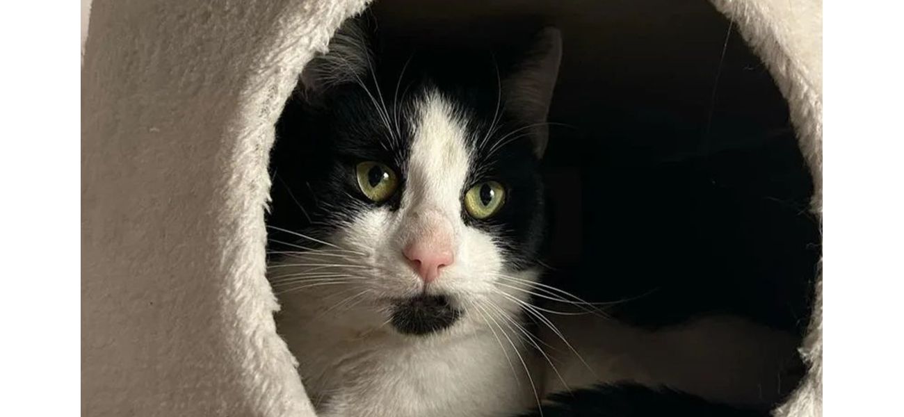 Incredible cat survived Storm Darragh for 5 days with broken legs.