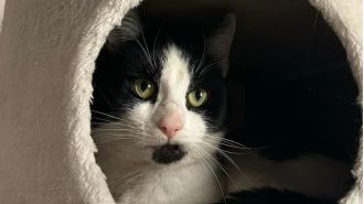 Incredible cat survived Storm Darragh for 5 days with broken legs.