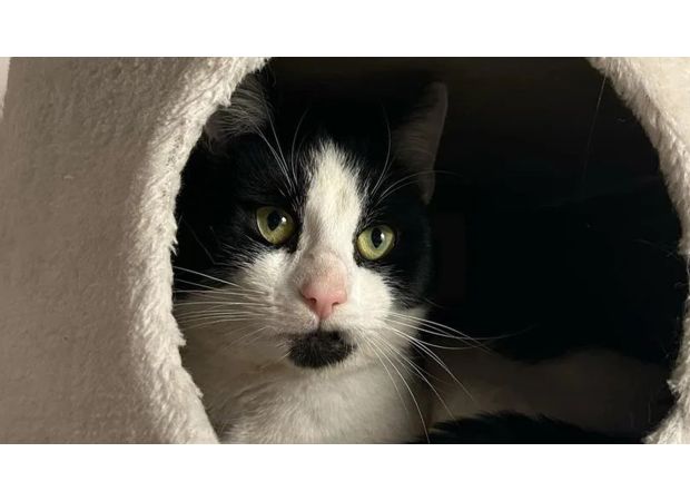 Incredible cat survived Storm Darragh for 5 days with broken legs.