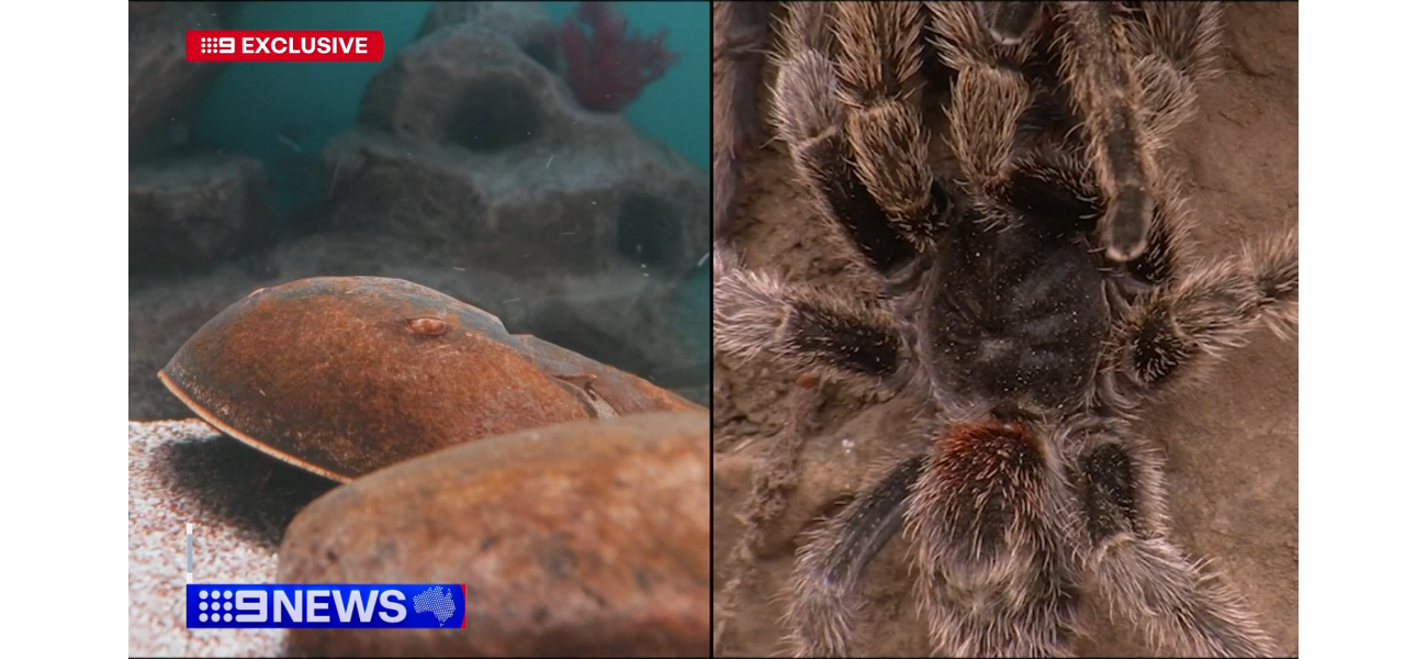 Crab and spider-derived peptides may be used in the future to treat melanoma.