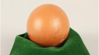 A perfectly round egg, described as 'one in a billion', was auctioned for hundreds of dollars.