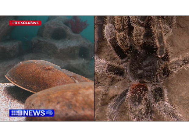 Crab and spider-derived peptides may be used in the future to treat melanoma.