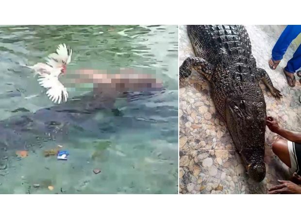 Woman killed by crocodile in hour-long attack, body recovered later by authorities.