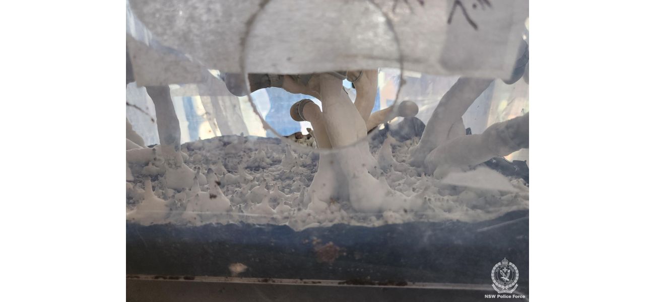 Biggest shroom lab discovered in Sydney house during raid.