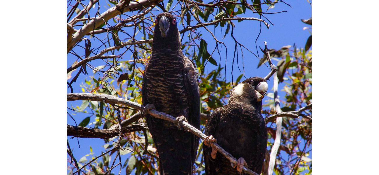 Cockatoos in danger of extinction, scientists caution.