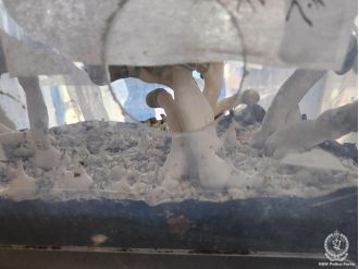 Biggest shroom lab discovered in Sydney house during raid.