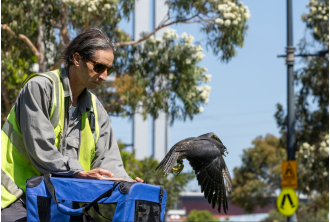 Melbourne's favorite falcon returns to flight after an adventure.