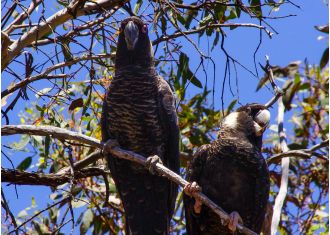 Cockatoos in danger of extinction, scientists caution.