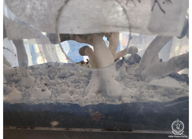 Biggest shroom lab discovered in Sydney house during raid.