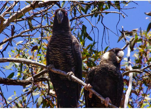 Cockatoos in danger of extinction, scientists caution.