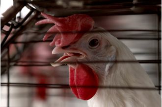 US confirms first severe case of bird flu.