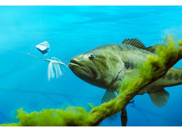 Is fishing bad? Would you want a hook in your mouth?