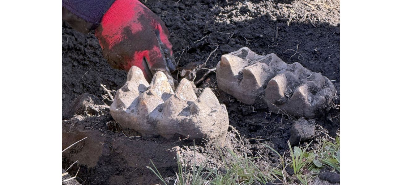 Man discovers entire mastodon jawbone on his property