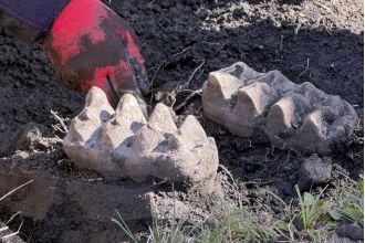 Man discovers entire mastodon jawbone on his property