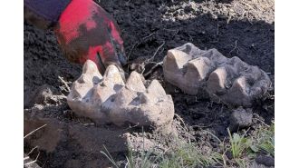 Man discovers entire mastodon jawbone on his property