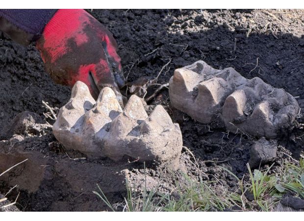 Man discovers entire mastodon jawbone on his property