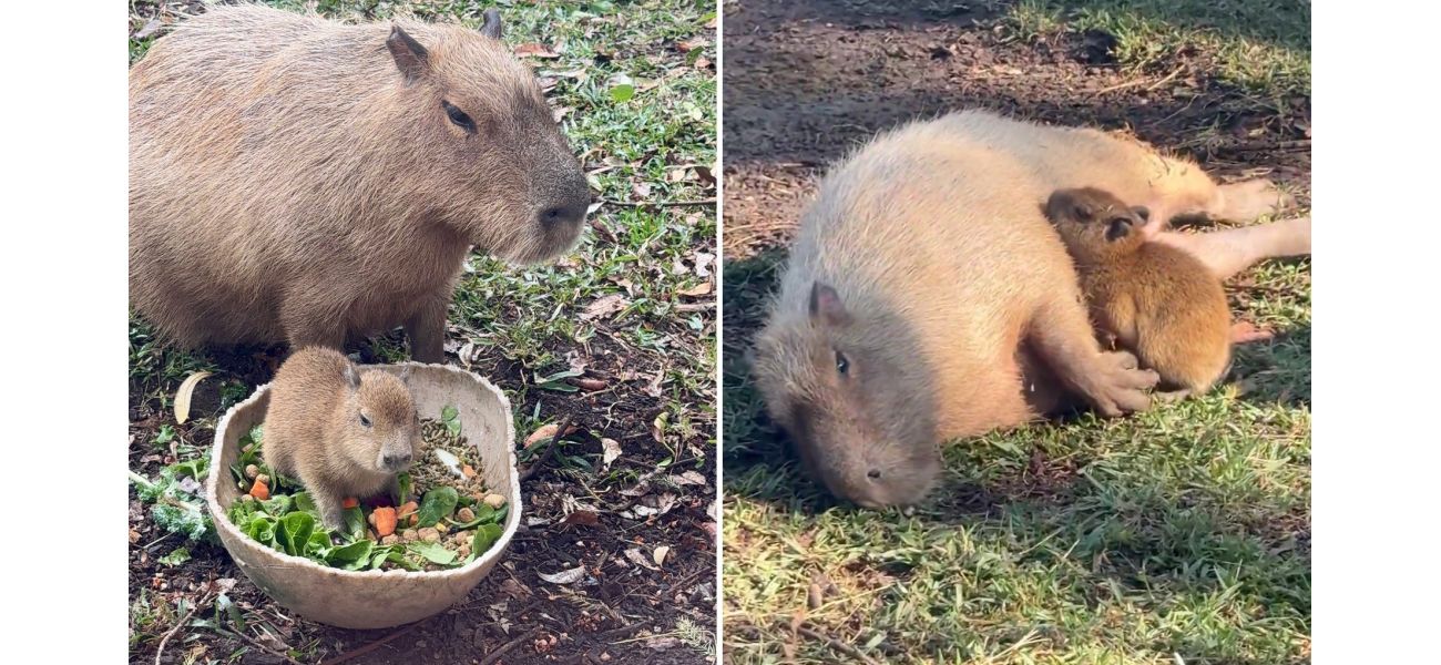 Tupi the baby Capybara is causing quite a buzz globally.