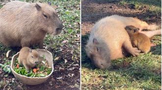 Tupi the baby Capybara is causing quite a buzz globally.