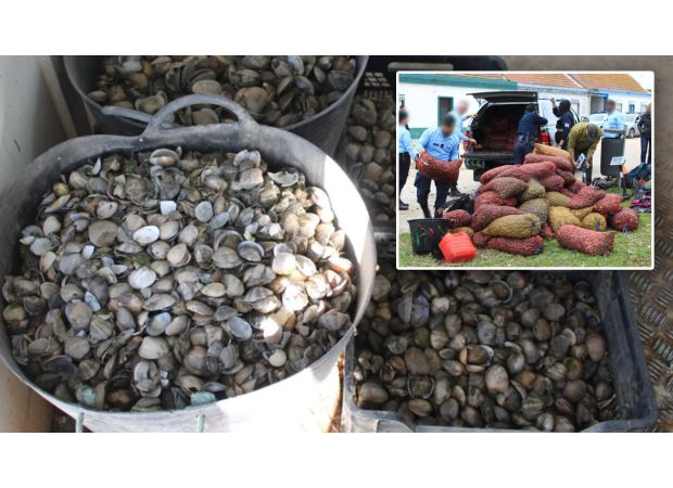 £8m worth of tainted seafood confiscated from illegal organizations.